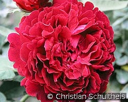 Alfred Colomb (Remontant Rose) Picture of the rose 'Alfred Colomb' (Remontant Rose)