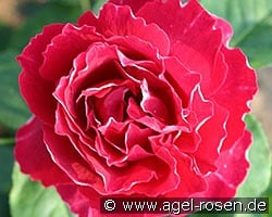 Baron Girod de l'Ain (Remontant Rose) Picture of the rose 'Baron Girod de l'Ain' (Remontant Rose)