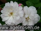 Picture of the rose 'Blush Noisette' (Remontant Rose)