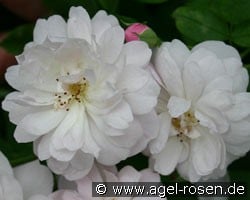Blush Noisette (Remontant Rose) Picture of the rose 'Blush Noisette' (Remontant Rose)
