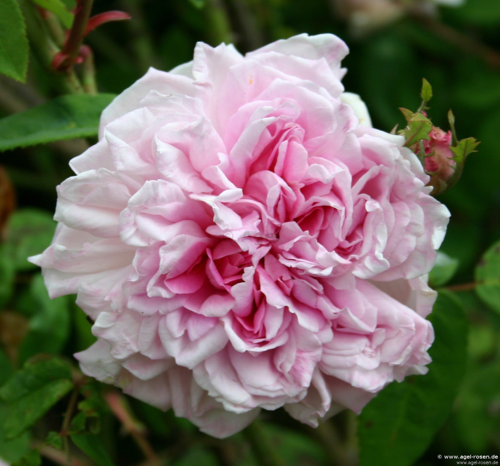 Bild der Rose 'Archiduchesse Elizabeth d'Autriche' (Remontantrose)