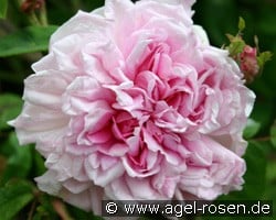 Archiduchesse Elizabeth d'Autriche (Remontantrose) Bild der Rose 'Archiduchesse Elizabeth d'Autriche' (Remontantrose)