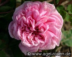 Enfant de France (Remontantrose) Bild der Rose 'Enfant de France' (Remontantrose)