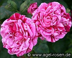 Ferdinand Pichard (Remontantrose) Bild der Rose 'Ferdinand Pichard' (Remontantrose)