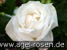 Bild der Rose 'Frau Karl Druschki' (Remontantrose)