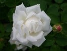 Frau Karl Druschki (Remontantrose) Bild der Rose 'Frau Karl Druschki' (Remontantrose)