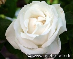 Frau Karl Druschki (Remontantrose) Bild der Rose 'Frau Karl Druschki' (Remontantrose)