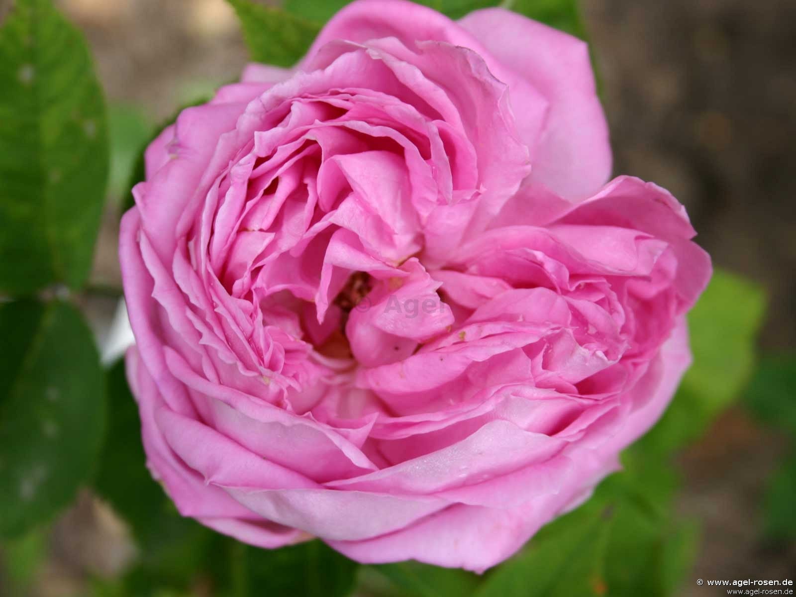 Bild der Rose 'Heinrich Schultheis' (Remontantrose)