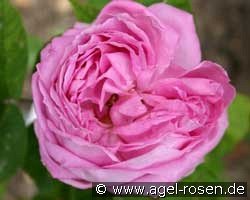 Heinrich Schultheis (Remontantrose) Bild der Rose 'Heinrich Schultheis' (Remontantrose)