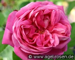 La Reine (Remontantrose) Bild der Rose 'La Reine' (Remontantrose)