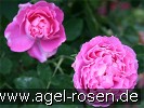 Bild der Rose 'Mrs John Laing' (Remontantrose)