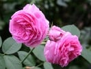 Mrs John Laing (Remontantrose) Bild der Rose 'Mrs John Laing' (Remontantrose)