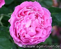 Mrs John Laing (Remontantrose) Bild der Rose 'Mrs John Laing' (Remontantrose)