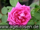 Bild der Rose 'Prince Noir' (Remontantrose)