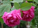 Prince Noir (Remontantrose) Bild der Rose 'Prince Noir' (Remontantrose)