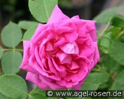 Prince Noir (Remontantrose) Bild der Rose 'Prince Noir' (Remontantrose)