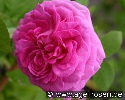 Reine des Violettes (Remontantrose) Bild der Rose 'Reine des Violettes' (Remontantrose)