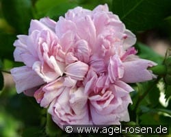 Sidonie (Remontantrose) Bild der Rose 'Sidonie' (Remontantrose)