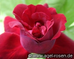 Souvenir du Dr. Jamain (Remontantrose) Bild der Rose 'Souvenir du Dr. Jamain' (Remontantrose)