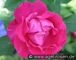 Ulrich Brunner Fils (Remontantrose) Bild der Rose 'Ulrich Brunner Fils' (Remontantrose)