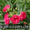 Bild der Rose 'F. J. Grootendoorst' (Rosa rugosa)