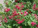 F. J. Grootendoorst (Rosa rugosa) Bild der Rose 'F. J. Grootendoorst' (Rosa rugosa)