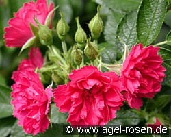 F. J. Grootendoorst (Rosa rugosa) Bild der Rose 'F. J. Grootendoorst' (Rosa rugosa)