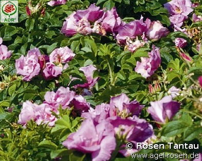Bild der Rose 'Foxi Pavement' (Rosa rugosa)