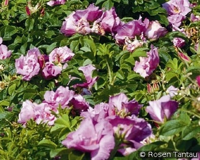 Foxi Pavement (Rosa rugosa) Bild der Rose 'Foxi Pavement' (Rosa rugosa)