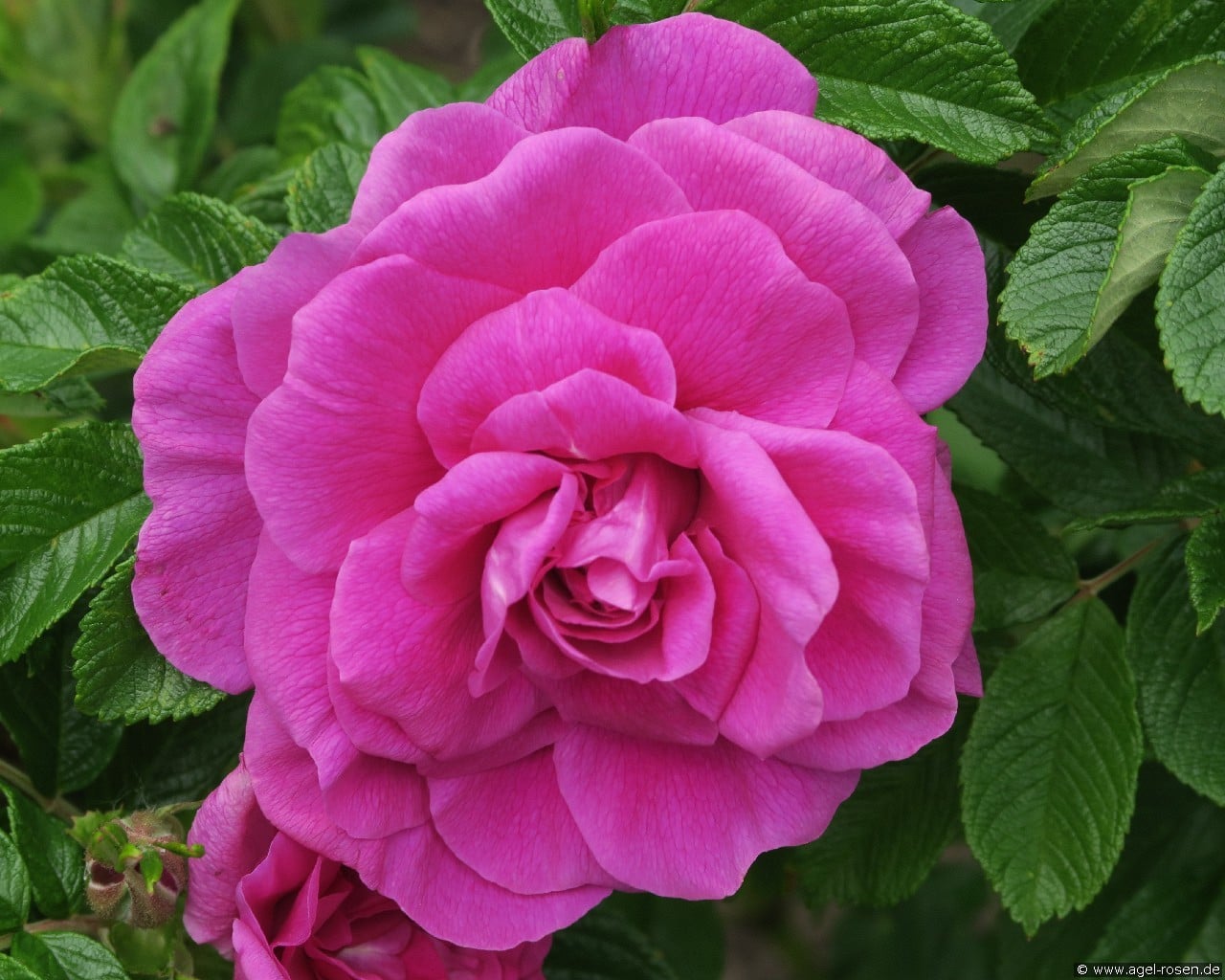 Hansa (Rosa rugosa) Bild der Rose 'Hansa' (Rosa rugosa)