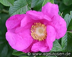 Rosa rugosa (Rosa rugosa) Bild der Rose 'Rosa rugosa' (Rosa rugosa)