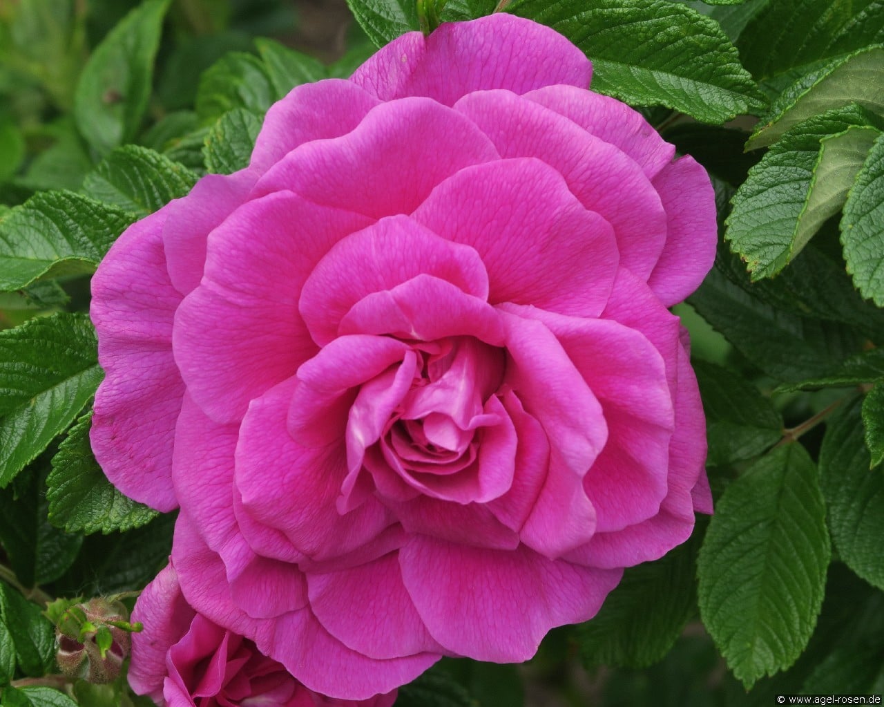 Roseraie de l'Haÿ (Rosa rugosa) Bild der Rose 'Roseraie de l'Haÿ' (Rosa rugosa)