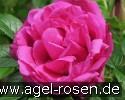 Bild der Rose 'Rote Apart' (Rosa rugosa)