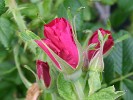 Rote Apart (Rosa rugosa) Bild der Rose 'Rote Apart' (Rosa rugosa)