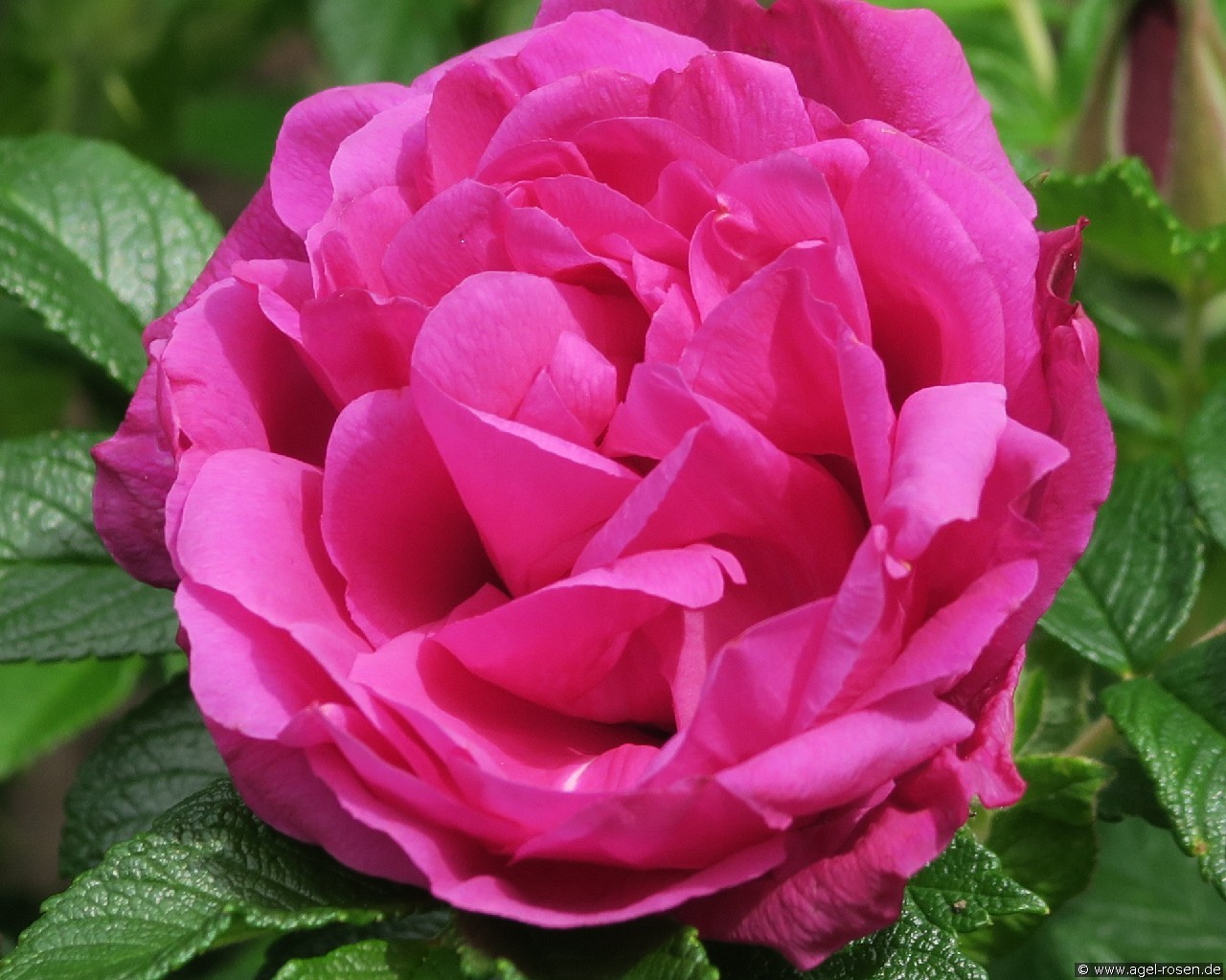 Rote Apart (Rosa rugosa) Bild der Rose 'Rote Apart' (Rosa rugosa)