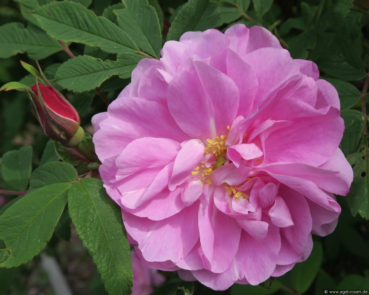 Therese Bugnet (Rosa rugosa) Bild der Rose 'Therese Bugnet' (Rosa rugosa)
