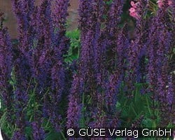 Garten-Salbei (Stauden für Beete, Rabatten & Schnitt) Bild der Staude 'Garten-Salbei' (Salvia nemorosa 'Caradonna')