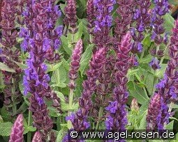 Garten-Salbei Compact Violett