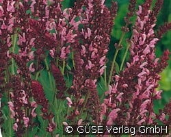 Garten-Salbei (Stauden für Beete, Rabatten & Schnitt) Bild der Staude 'Garten-Salbei' (Salvia nemorosa 'Rosa Königin')