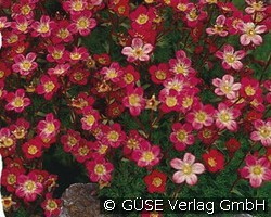 Moos-Steinbrech (Stauden für Steingärten & Trockenmauern) Bild der Staude 'Moos-Steinbrech' (Saxifraga Arendsii-Hybride)