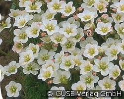 Moos-Steinbrech (Stauden für Beete, Rabatten & Schnitt) Bild der Staude 'Moos-Steinbrech' (Saxifraga Arendsii-Hybride 'Schneeteppich')