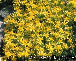 Mauerpfeffer (Stauden für Steingärten & Trockenmauern) Bild der Staude 'Mauerpfeffer' (Sedum acre)