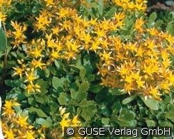 Fetthenne (Stauden für Steingärten & Trockenmauern) Bild der Staude 'Fetthenne' (Sedum hybridum 'Immergrünchen')