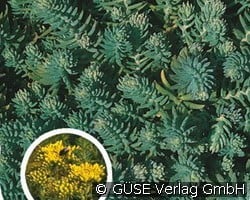 Tripmadam, Mauerpfeffer (Hardy herbs) Picture of the perennial 'Tripmadam, Mauerpfeffer' (Sedum reflexum)