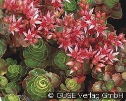 Fetthenne (Stauden für Beete, Rabatten & Schnitt) Bild der Staude 'Fetthenne' (Sedum spurium 'Purpurteppich')