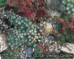 Dachwurz (Stauden für Steingärten & Trockenmauern) Bild der Staude 'Dachwurz' (Sempervivum in Sorten)