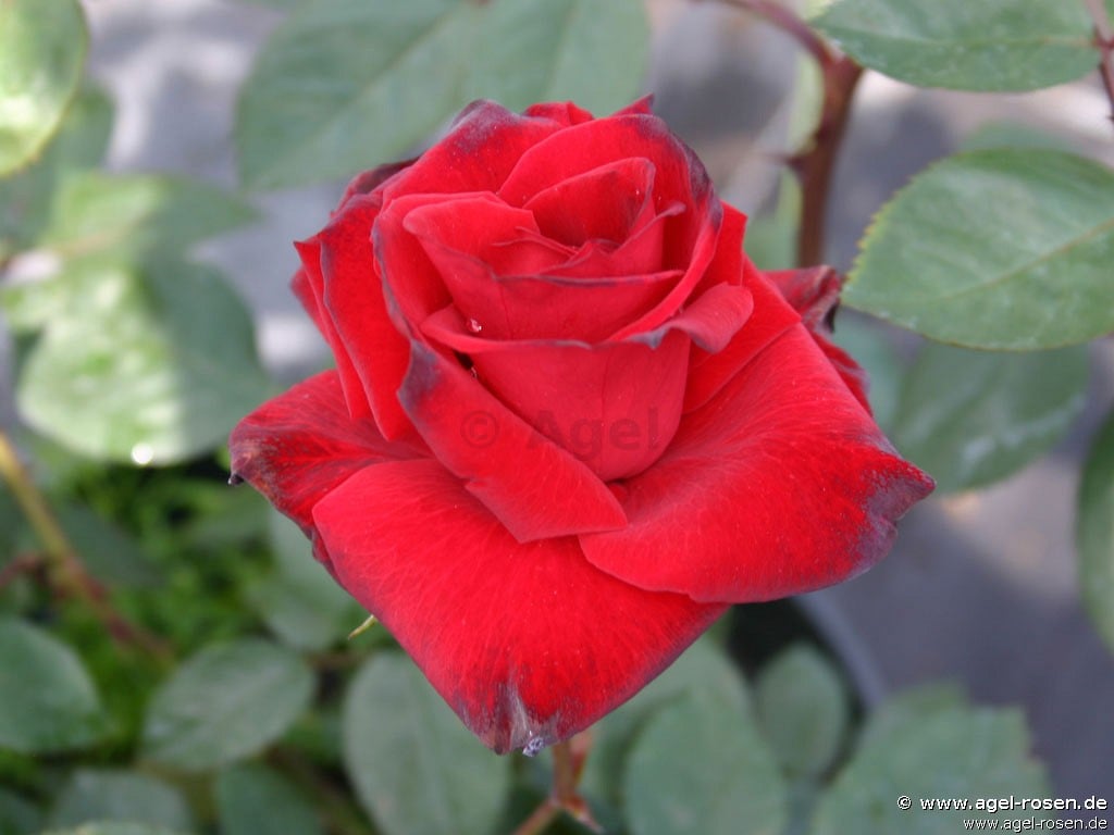 Picture of the rose 'Abraxas' (Shrub Rose)