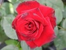 Abraxas (Shrub Rose) Picture of the rose 'Abraxas' (Shrub Rose)