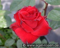 Abraxas (Shrub Rose) Picture of the rose 'Abraxas' (Shrub Rose)