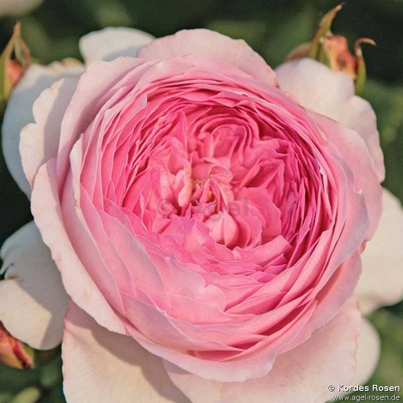 Picture of the rose 'Alexandra Princess de Louxembourg' (Shrub Rose)